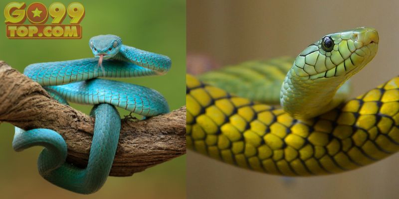 Loài rắn xuất hiện trong nhiều nền văn hóa khác nhau