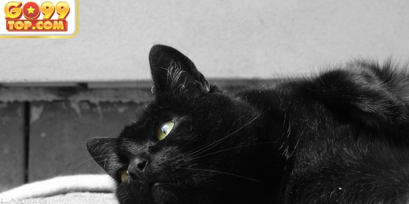 Mơ mèo đen bị ốm mang đến điềm báo gì?